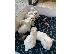 PoulaTo: Havanese