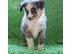 PoulaTo: Australia Shepherd