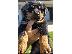 PoulaTo: Rottweiler