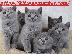 PoulaTo: highly trained british shorthair kittens available
