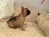 PoulaTo: Γαλλικό Μπουλντόγκ-French Bulldog