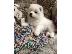 PoulaTo: Πώληση κουτάβια Samoyed.