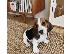 PoulaTo: Υπέροχα κουτάβια Basset Hound για υιοθεσία