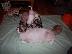 PoulaTo: Lovely Chihuahua Puppies for Sale,