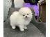 PoulaTo: Σπιτς μινι / pomeranian mini