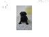 PoulaTo: cute nice looking pug puppies for adoption free