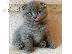 PoulaTo: Ready to go Pure Scottish Fold kittens