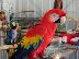 PoulaTo: scarlet παπαγάλος macaw για 200 ευρώ