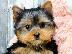 PoulaTo: 3 κουτάβια yorkie έτοιμα τώρα