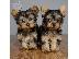 PoulaTo: Yorkshire terrier super pocket, Αττική (€ 110.00 )