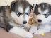 PoulaTo: kc αρσενικά και θηλυκά κουτάβια Αλάσκα Malamute