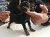 PoulaTo: Pinscher toy