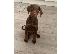 PoulaTo: Adorable Doberman Puppies