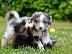 PoulaTo: Κουτάβια Australian Shepherd