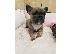 PoulaTo: French bulldog γαλλικο μπουλντογ