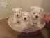 PoulaTo: Κουτάβια West Highland White Terrier