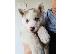 PoulaTo: Χάσκι Σιβηρίας (Siberian Husky)