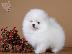 PoulaTo: Καθαρόαιμα κουτάβια Pomeranian