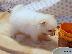 PoulaTo: Pomeranian Puppies.