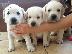 PoulaTo: Labrador retriever