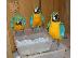 PoulaTo: talking scarlet macaw parrot for 200€