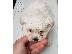 PoulaTo: Maltese toy