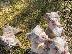 PoulaTo: Male & Female Bulldog Puppies For Sale