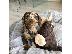 PoulaTo: Dachshund sweet mini puppies