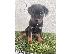 PoulaTo: ΠΩΛΕΙΤΑΙ ΚΟΥΤΑΒΙ ROTTWEILER