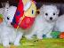 PoulaTo: Lovely Maltes Pups Πλήρως δοκιμασμένο για την υγεία