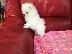 PoulaTo: πομερανός μινι καθαρόαιμα/ Pomeranian Mini