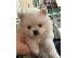 PoulaTo: Pomeranian szpic