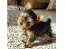 PoulaTo: Kc Yorkies Teacup Puppies (βορειοδυτικά)