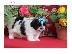 PoulaTo: Γλυκά κουτάβια Shih Tzu για υιοθεσία