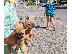 PoulaTo: French bulldog