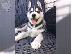 PoulaTo: Αξιολάτρευτο Siberian Husky κουτάβια