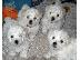 PoulaTo: Κουτάβια Pomeranian