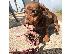 PoulaTo: Μινιατούρα Dachshunds