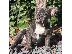 PoulaTo: French bulldog puppy for sale