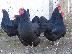 PoulaTo: Αυγα Australorp