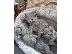 PoulaTo: british shorthair kittens for adoption