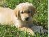 PoulaTo: Κουτάβια Golden Retriever, καθαρόαιμο, κορυφαία ποιότητα....
