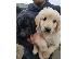 PoulaTo: Pedigree Kc Εγγεγραμμένο Golden Retriever