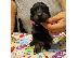 PoulaTo: Gordon Setter