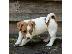 PoulaTo: Χαριτωμένα κουτάβια Jack Russell Terrier
