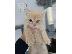 PoulaTo: Γατάκια Maine Coon