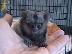 PoulaTo:   baby marmoset για 300 €