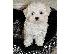 PoulaTo: Maltipoo