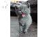 PoulaTo: Νέοι όμορφο γατάκι britishshorthair