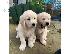 PoulaTo: Η KC κατέγραψε κουτάβια Golden Retrievers